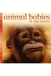 Animal Babies in Forests