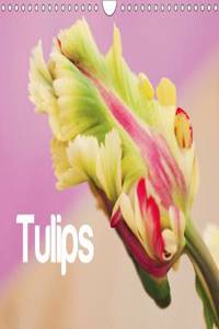 Tulips - English Version 2015