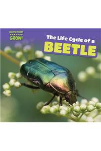 The Life Cycle of a Beetle