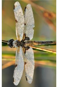 Beautiful Dragonfly Journal