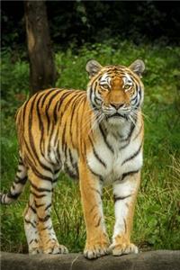Beautiful Siberian Tiger Journal