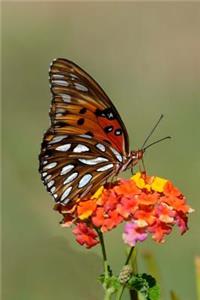Gulf Fritillary Butterfly on a Flower Spring and Summer Journal