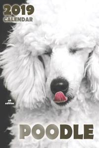 Poodle 2019 Calendar (UK Edition)
