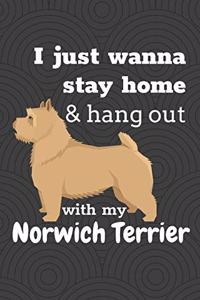 I just wanna stay home & hang out with my Norwich Terrier