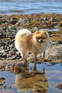 Pomeranian Dog Lined Journal
