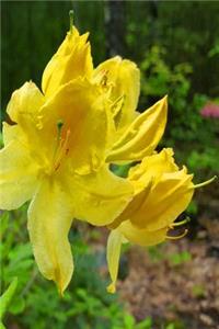 Springtime 2019 Weekly Planner Yellow Blooms 134 Pages