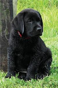 Black Lab Puppy Journal