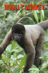 Woolly Monkey