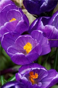 A Beautiful Purple Crocus Flowers Journal