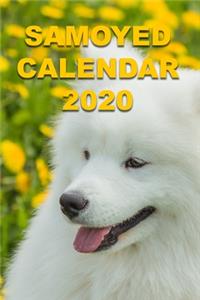 Samoyed Calendar 2020