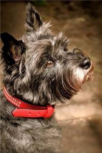 The Loving Eyes of a Cairn Terrier Journal