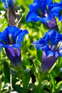 Blue Gentiana Flowers in a Field Journal