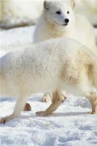 2019 Daily Planner Winter Theme Bears 384 Pages