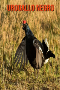 Urogallo negro