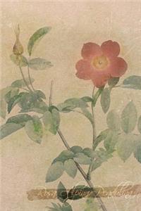 Rosa Alpina Pendulina