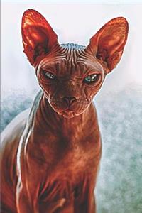Sphynx Cat Lovers Journal