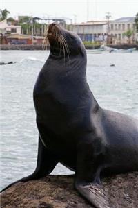 Galapagos Sea Lion Journal