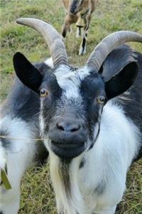 Black and White Horned Goat Animal Journal
