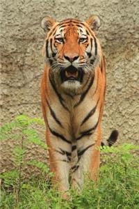 A Tiger at the Zoo Big Cat Journal