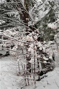Lovely Winter Day Photography Journal