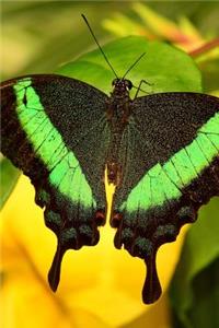 Emerald Swallowtail Butterfly Journal