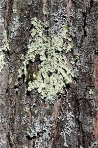Journal Mossy Bark Oak tree