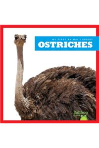 Ostriches