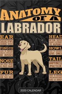 Anatomy Of A Labrador Retriever