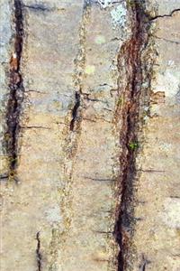 2020 Weekly Planner Old Oak Tree Bark Photo 134 Pages