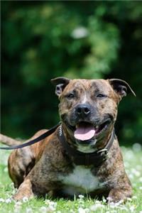 Cute Pit Bull Resting in the Grass After Walk Journal