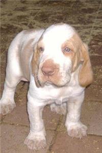 Cute Little Bracco Italiano Puppy Dog Journal
