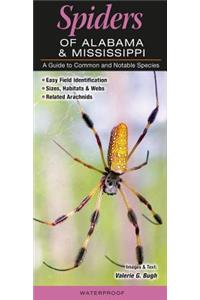 Spiders of Alabama & Mississippi