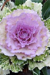 Decorative Flowering Cabbage Journal