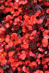 Begonia