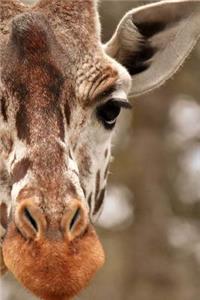 Giraffe Notebook