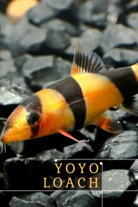 Yoyo Loach