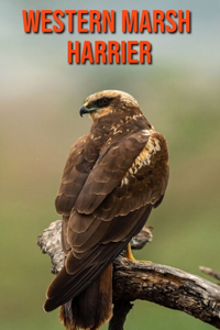 Western Marsh Harrier