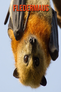 Fledermaus