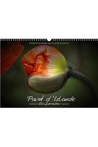 Pavot D'islande en Floraison 2017