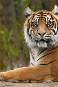 MindBlowing Cute Siberian Tiger Journal 3