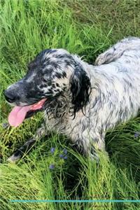 English Setter Affirmations Workbook English Setter Presents