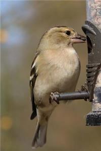 Chaffinch Bird Journal