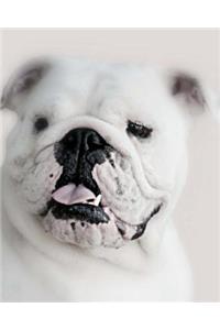 Bulldog