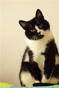 Curious Black and White Domestic Shorthair Cat Journal