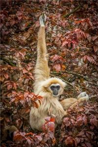 An Adorable Lar Gibbon Hylobates lar Hanging on a Tree Primate Journal
