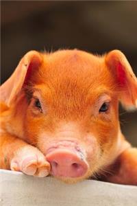 Adorable Little Brown Piglet Baby Animal Journal