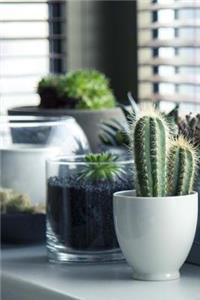 Cool Succulents on a Windowsill Houseplants Journal