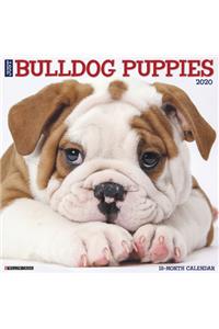 Just Bulldog Puppies 2020 Wall Calendar (Dog Breed Calendar)