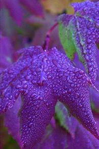 2020 Weekly Planner Pretty Purple Leaves 134 Pages