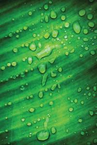 Dew Leaf Sketchbook